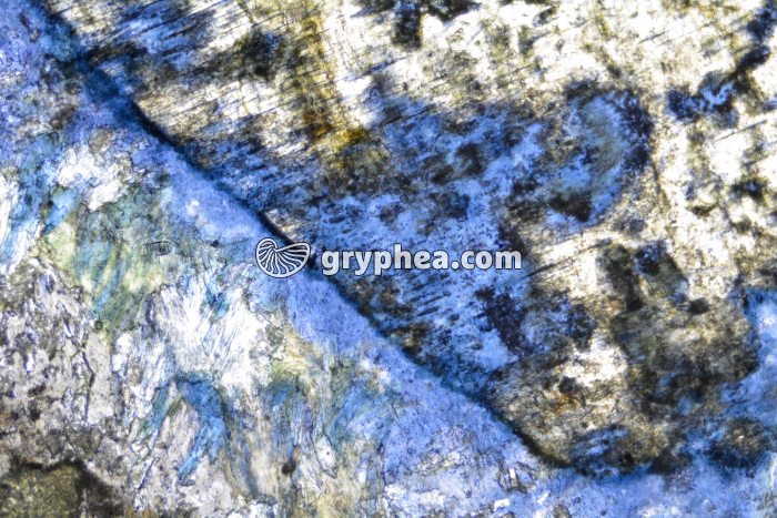 Glaucophane LPNA x25 - gryphea.com